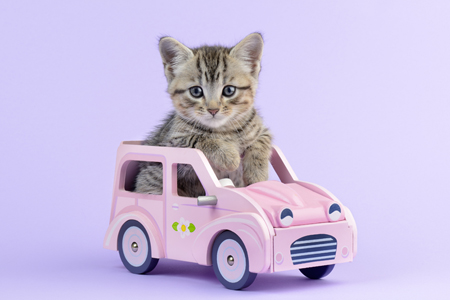 Kitten in Pink Car CK516