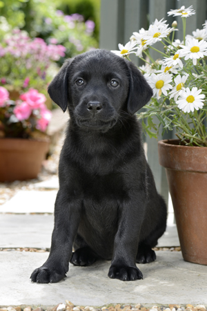 Labrador and Flower Pots DP561