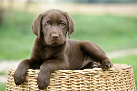 Labrador Lying on Basket DP599