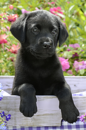 Labrador Puppy DP891