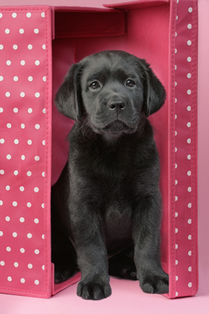 Labrador Puppy in Box DP543