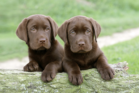 Labrador Siblings DP600