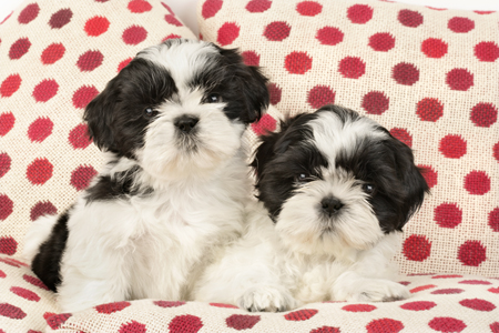 Multiple Two Shih- Tzu DP585