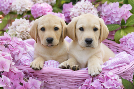 Pink Flower Labradors DP606