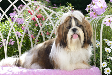 Pink Flower Shih-Tzu DP900