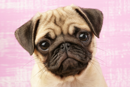 Pug Portrait DP564