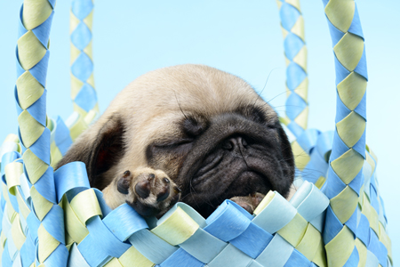 Pug Puppy Asleep DP886