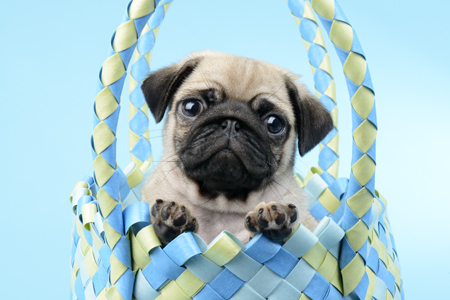 Pug Puppy in Bag DP885