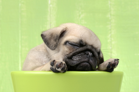 Pug Puppy in Green Bowl DP884