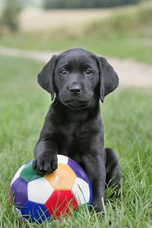 Retriever with Ball DP559