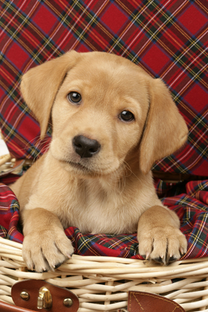 Scottish Labrador DP559