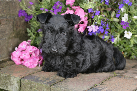 Scottish Terrier in the Garden DP593