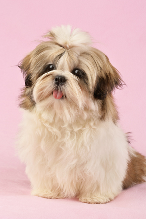 Shih Tzu DP557