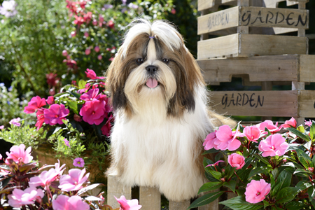 Shih Tzu Puppy in the Garden DP901