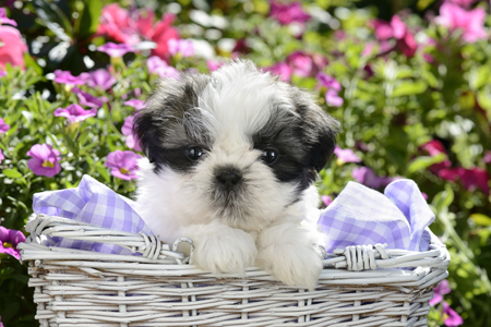 Shih Tzu Puppy in Basket DP896