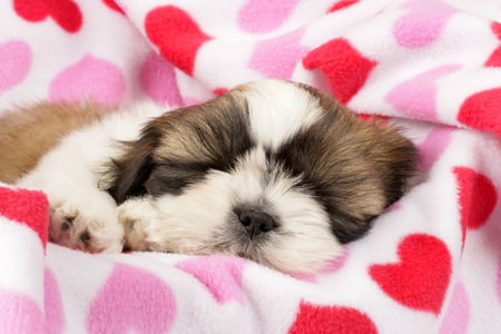 Shih Tzu Asleep DP584