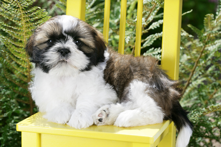 Shih-Tzu on Yellow Chair DP580