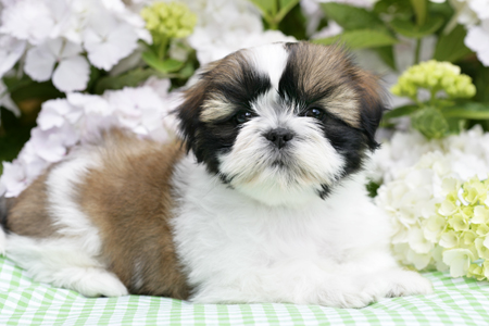 Shih-Tzu Outdoor DP582