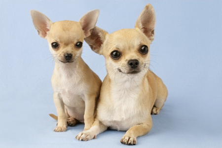 Short Haired Chihuahuas DP569