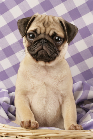 Sitting Pug DP562