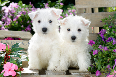 Sitting Westie Puppies DP908