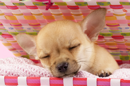 Sleeping Chihuahua DP555