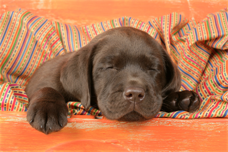 Sleeping Chocolate Brown Labrador DP589