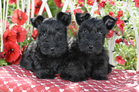 Scottish Terrier Puppies DP898