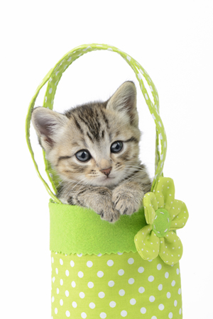 Tabby Kitten in Green Bag CK517