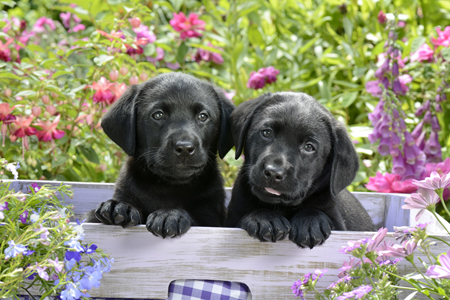 Two Black Labrador Puppies DP888