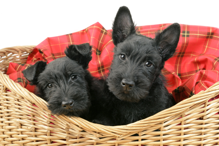 Two Scottish Terriers DP594