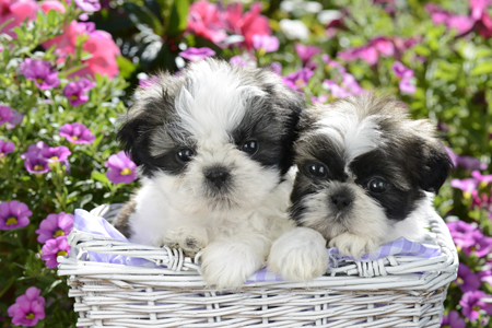 Two Shih Tzu Puppies in Basket DP895