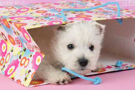 Westie in Paper Bag DP575