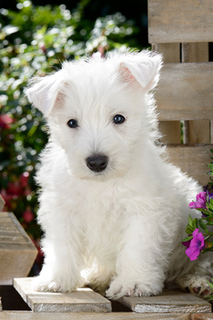 Westie Puppy DP910