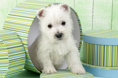 White Terrier on Green Box DP574