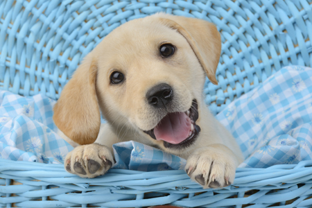 Yellow Labrador Puppy in Blue Basket DP881