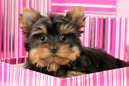 Yorkshire Terrier in Pink Box DP578