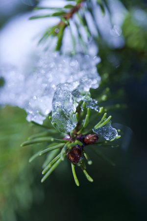 Icy Pine Twigs C860