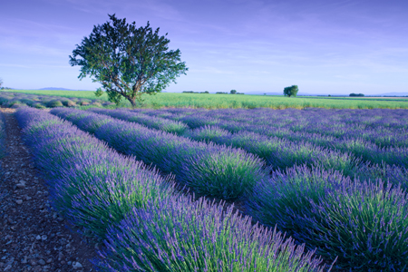 Lavender & Tree LA