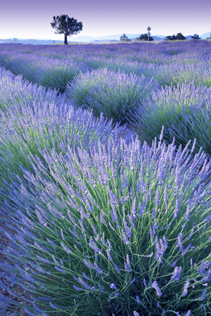 Lavender Field LA565