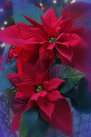 Poinsettia C843