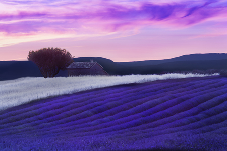 Provence at Dusk LA568