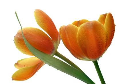 Orange Tulips F341