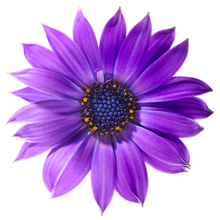 Blue Daisy