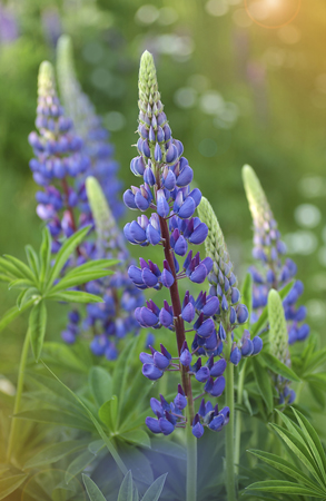 Blue Lupin