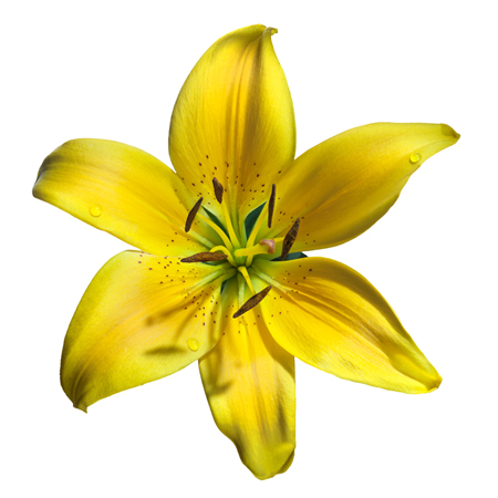 Yellow Lilium F814