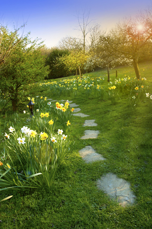 Daffodil Pathway EA146