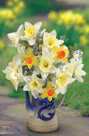 Daffodils in a Jug ea115