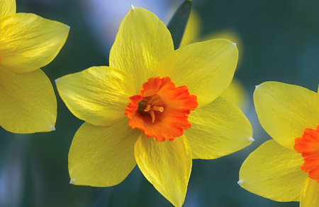 Daffodils in Sunlight ea118