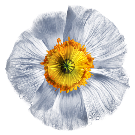 Iceland Poppy F805